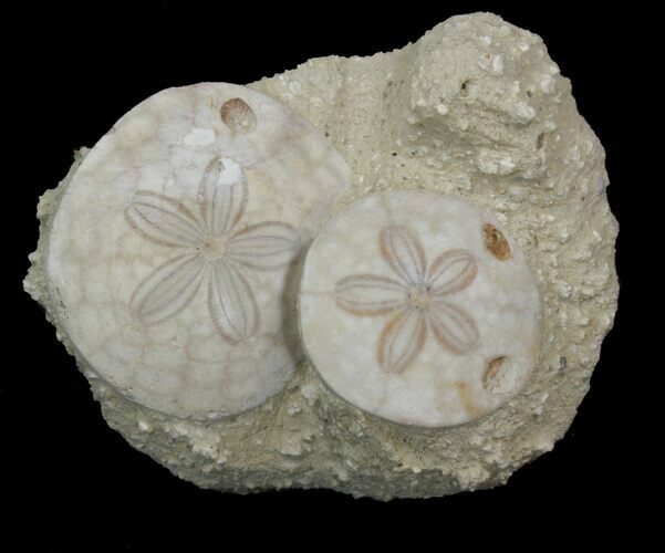 Beautiful Fossil Sand Dollar (Amphiope) Pair - France #41368